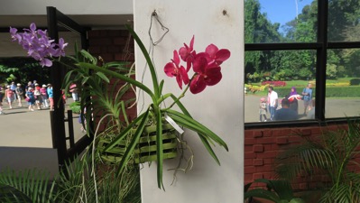 Orchid 1