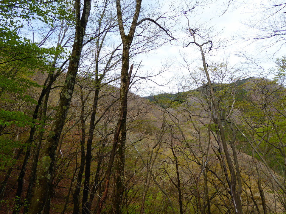 三ノ木戸山北斜面