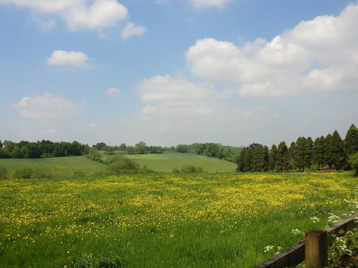 CIMG7008 Wildflower meadow above Chipstead Lane