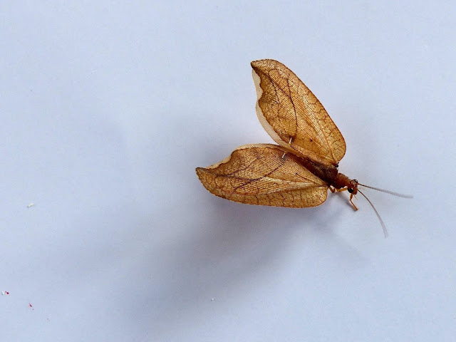 petit papillon feuille P1060006%2520-%2520Copie