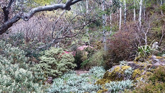 19 de mayo de 2015: Wester Ross - NUESTRA ÚLTIMA PRIMAVERA EN ESCOCIA (5)