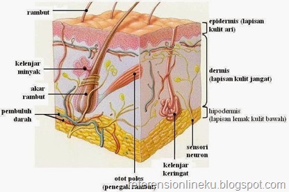 Struktur kulit manusia