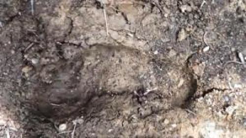 Possible Infant Bigfoot Prints Found Bear Sighting