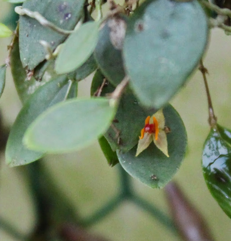 Lepanthes falx-bellica IMG_1087