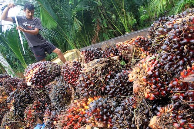 Larangan Ekspor CPO Dicabut, Petani Sawit Sumut : Terima Kasih Presiden Joko Widodo