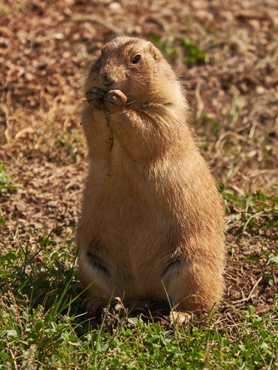 devils_tower_prairie_dog