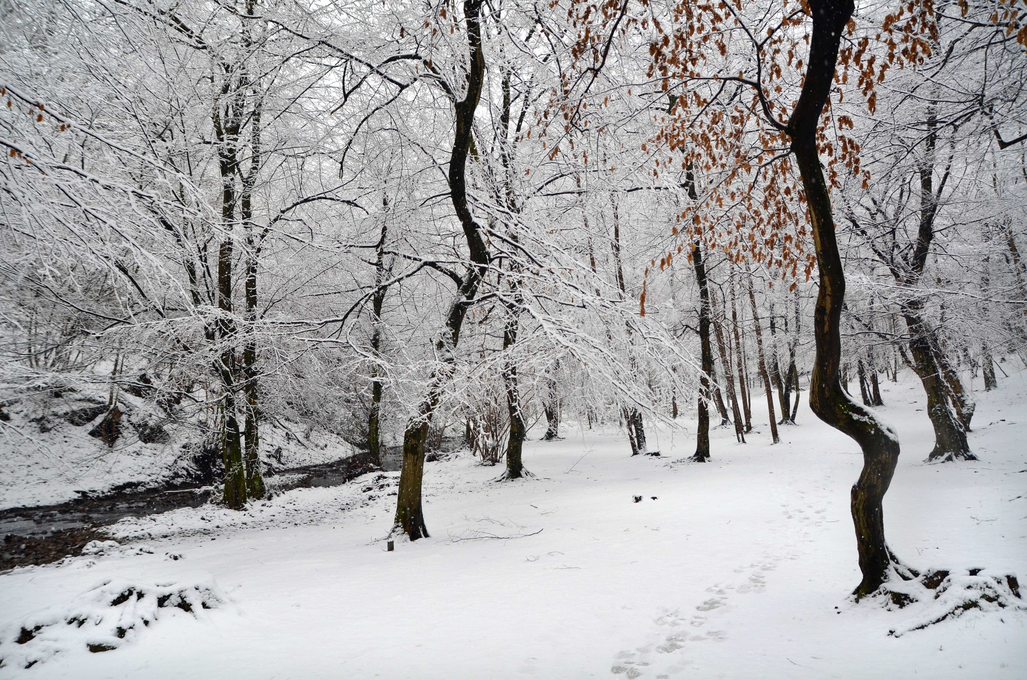 bianco carpineto di kyra