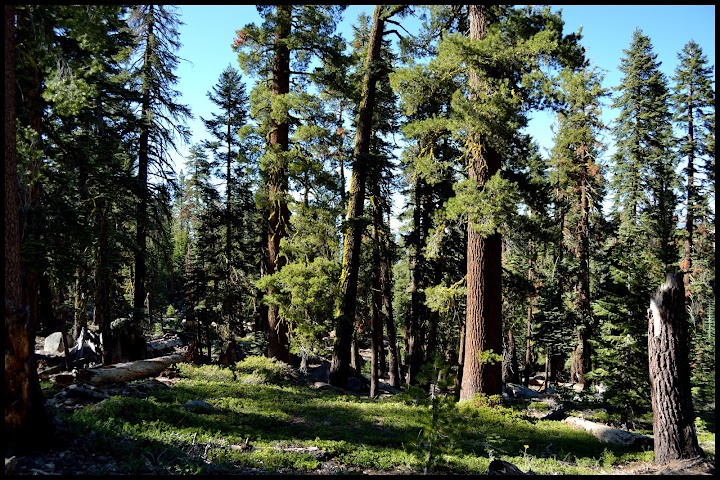 INTENSA RUTA POR LA COSTA OESTE USA 2015 - Blogs de USA - YOSEMITE (18)