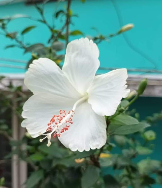 Hibiscus rosa-sinensis   LFamily: Malvaceae Trivandrum Kerala India