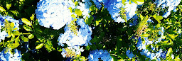 Profile cover photo