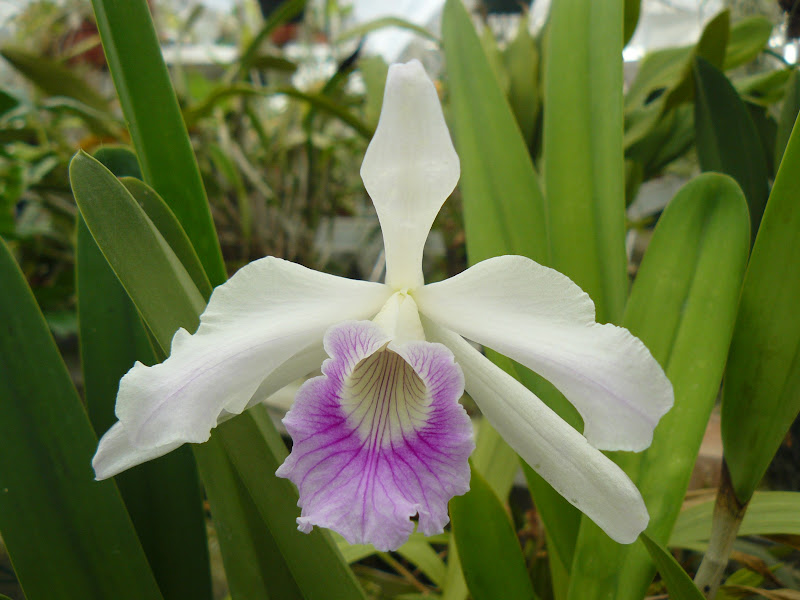 Cattleya (Laelia) purpurata f. russelliana P1050666