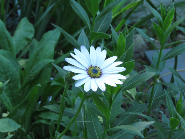 Les plantes de grigri (dans leur contexte parfois) en 2016 IMG_6361