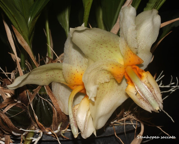 Stanhopea saccata IMG_0899b%2520%2528Medium%2529