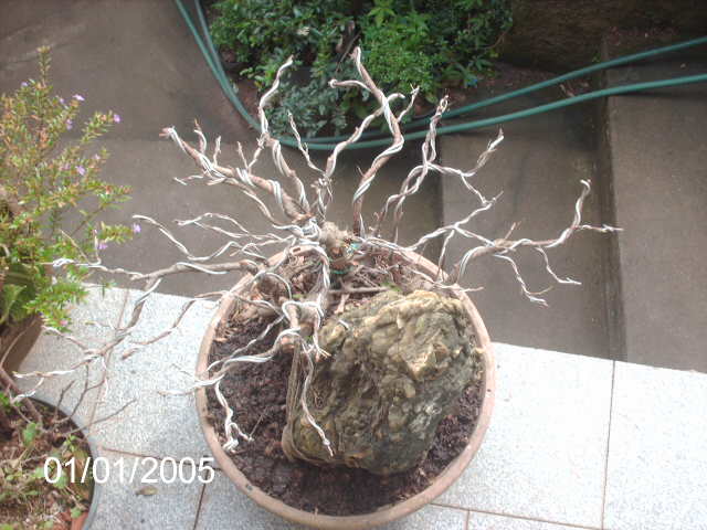 Ficus Microcarpa Começando... PICT1030