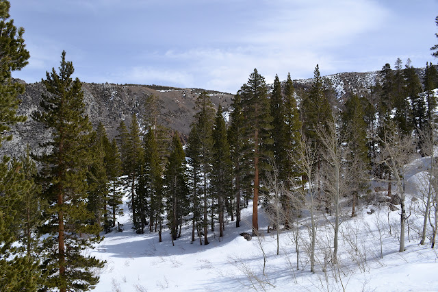 tall trees in snow