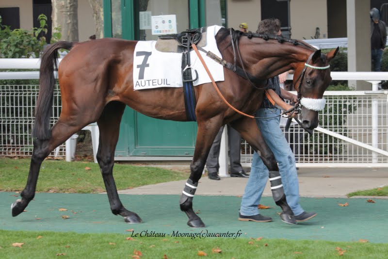 Photos Auteuil 11-10-2015 IMG_5402