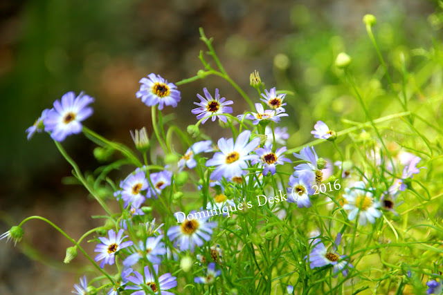 light blue flowers