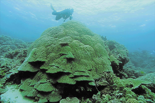 VANISHING: Coral on Australia's Great Barrier Reef, which is under imminent threat from industrial development and might be listed as an endangered world heritage site Picture: REUTERS