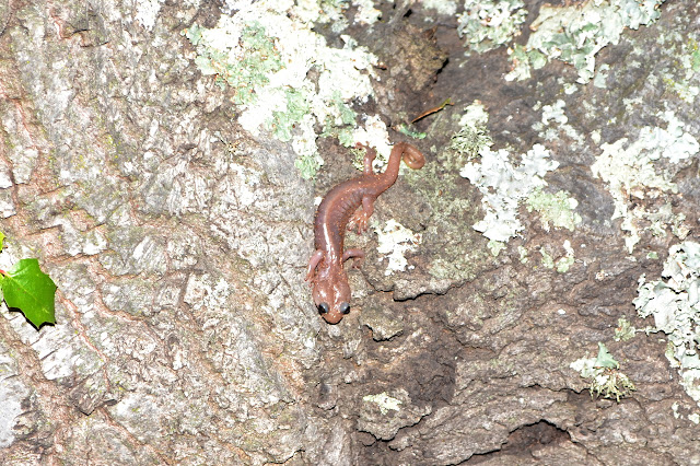 arboreal salamander