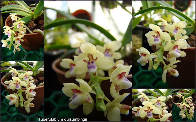 Tuberolabium quisumbingii 11-12-20131