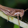 Star eyed grasshopper