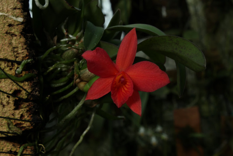 Cattleya Alice (LCDO) IMG_5870