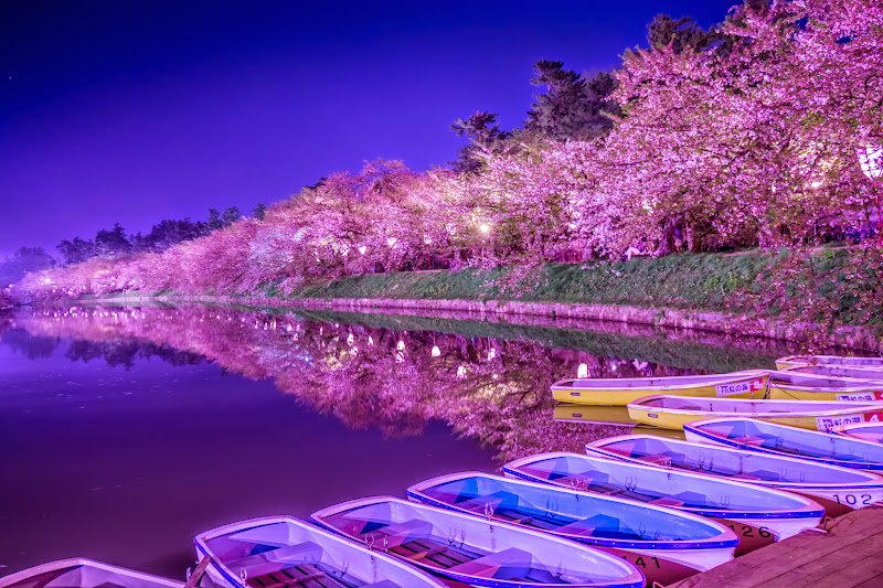 弘前公園 夜桜 ライトアップ 写真15