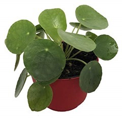 Chinese Money Plant