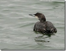 bayoffundy.ca-SEABIRDS 40 Good reasons to protect the Bay of Fundy.pdf - Adobe Acrobat Professio