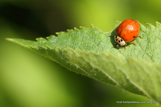 Coccinelles de la forêt de Fontainebleau