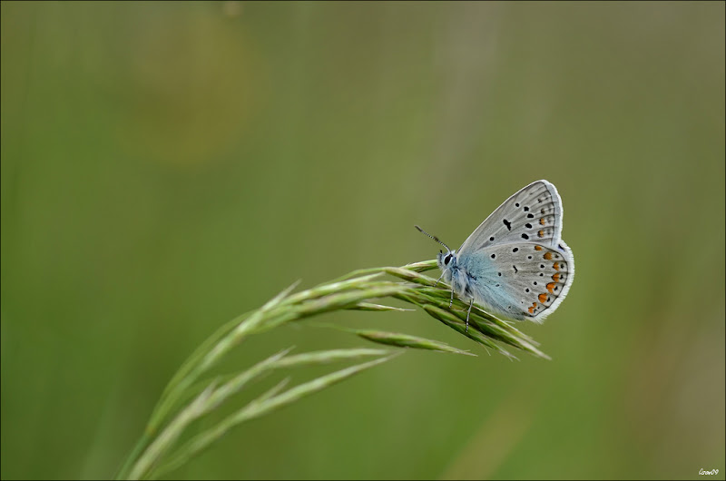 Que du bleu ! + ajout LMB_8288-BorderMaker