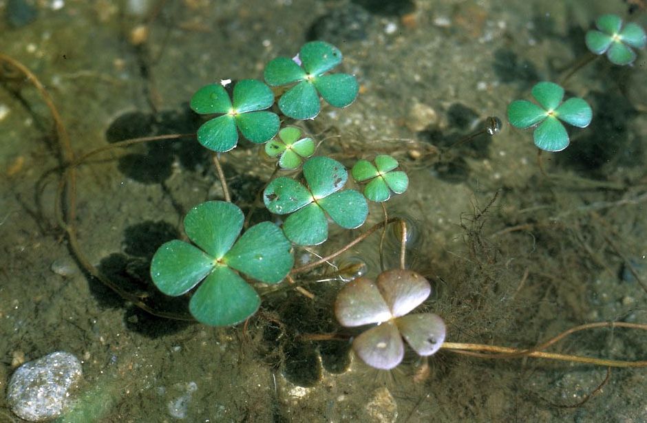 Марсилия четырехлистная (Marsilea quadrifolia)