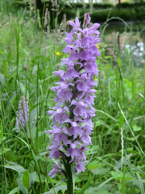 CIMG8756 Orchid, near Wilk's Water