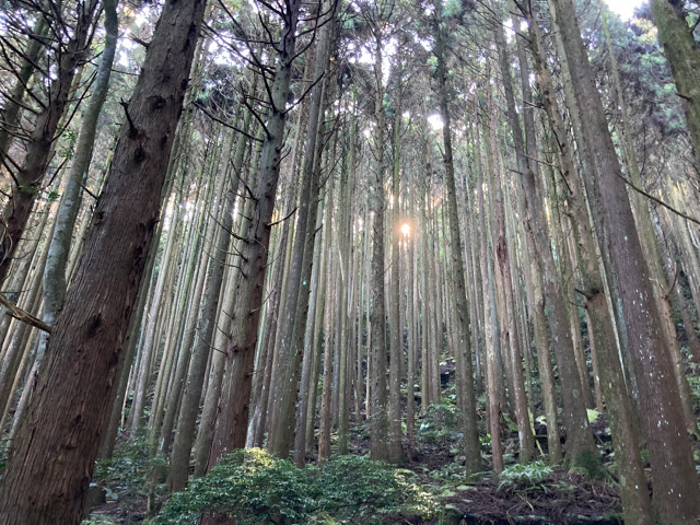 [遊記] 苗栗加里山 小心別踩樹的鼻子