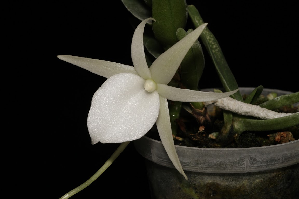 Angraecum didieri IMG_7843