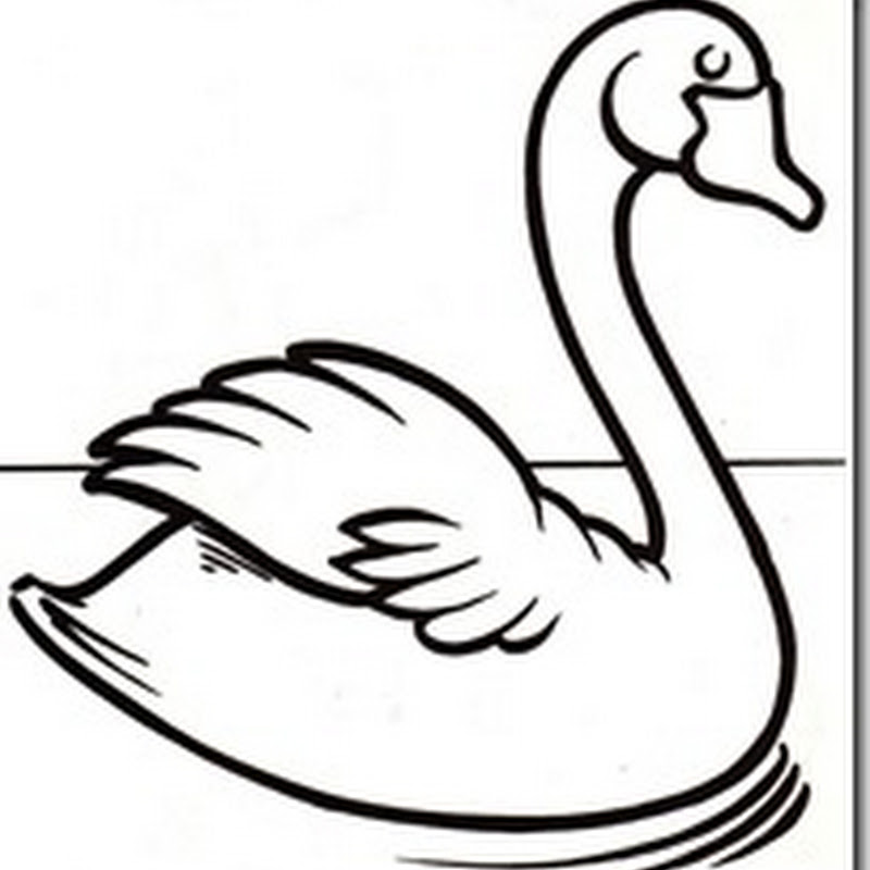 Dibujos cisnes para colorear