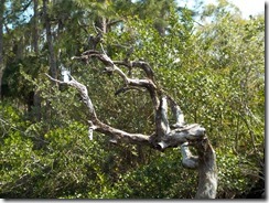 Twisted tree