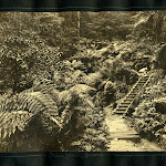 Fern Glen Leura 1935  Harry Phillips (93874)