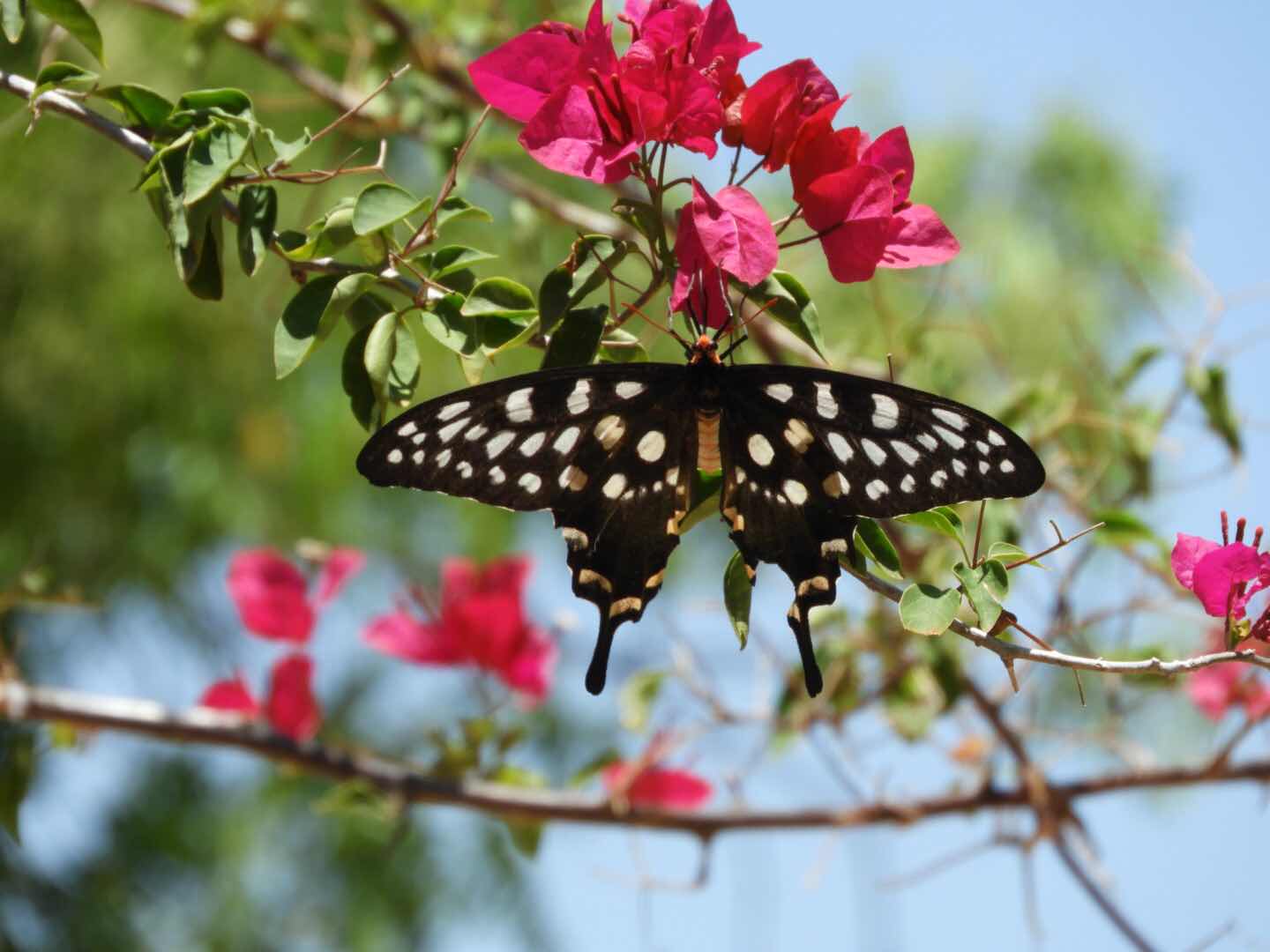 Madagascar giant swallow tail