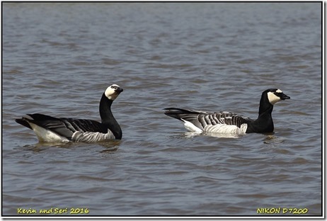 Slimbridge WWT - May