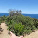 Left track leads to whale watching area (249130)