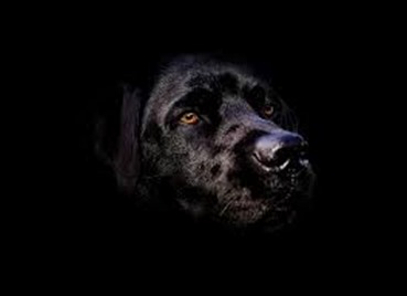 dogs_01