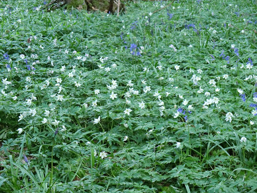 CIMG2595 Wood anemones and bluebells in Comb Wood