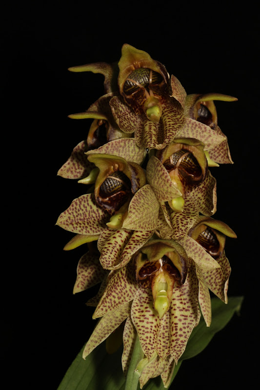 Catasetum sanguineum IMG_7711