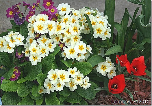 Primrose Spring Bouquet