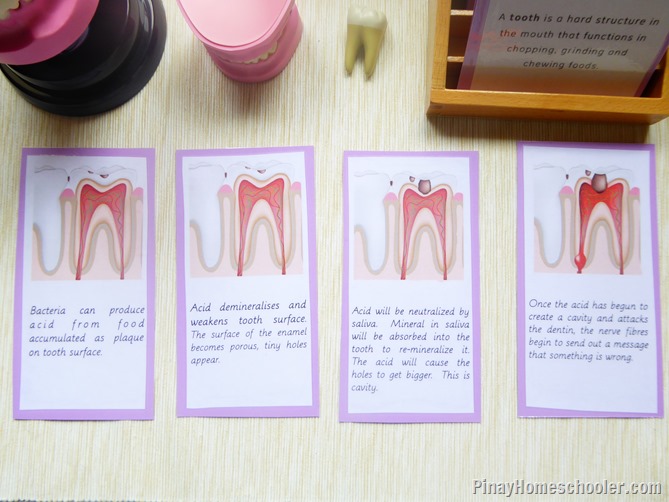 Dental Unit for Kids Definition Cards