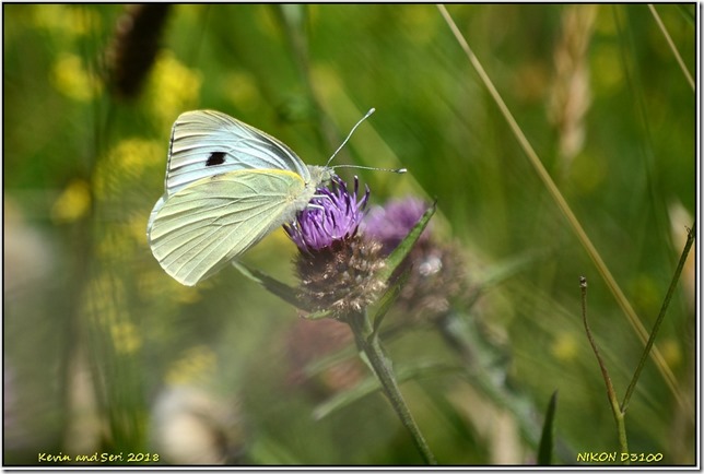 Draycote Meadows - June