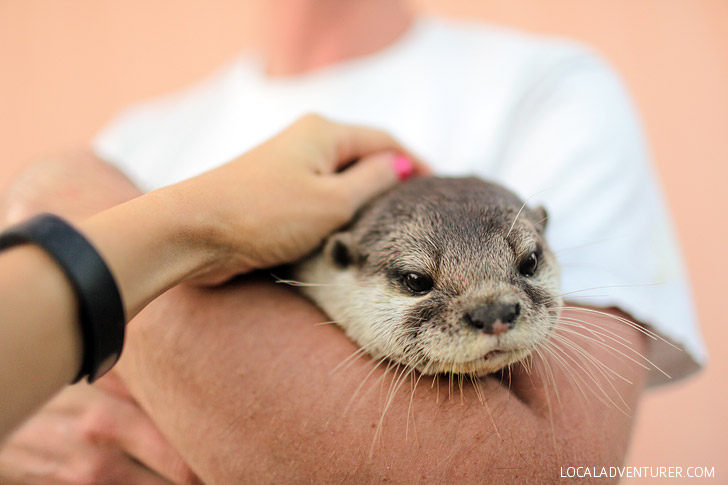 Asian Sea Otter Images from Exotic Animal Petting Zoo near Las Vegas.