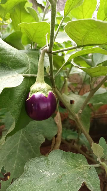 Solanum melongena   L Family: Solanaceae Vazhuthana, good Vegetable Trivandrum Kerala India