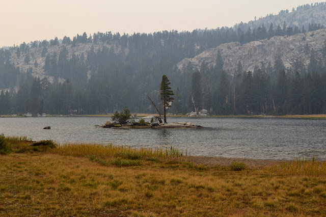 tree on an island in Rae Lake